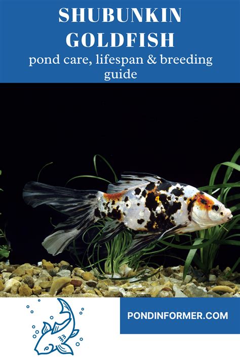 Shubunkin Goldfish Guide (Facts, Care, Lifespan).